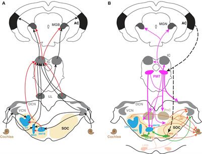 Cholinergic modulation in the vertebrate auditory pathway